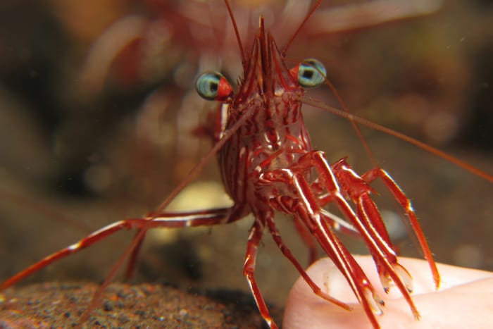 diving in bali Durban Dancing Shrimp. Image courtesy of prilfish.