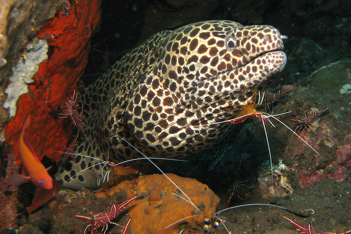 diving in bali Honeycomb Moray and Cleaner Shrimp. Image country of prilfish.