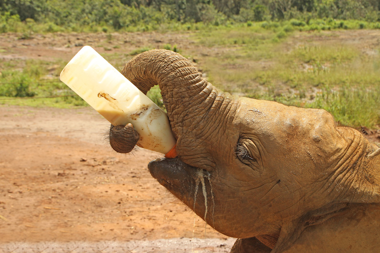 david sheldrick wildlife trust elephants nairobi kenya