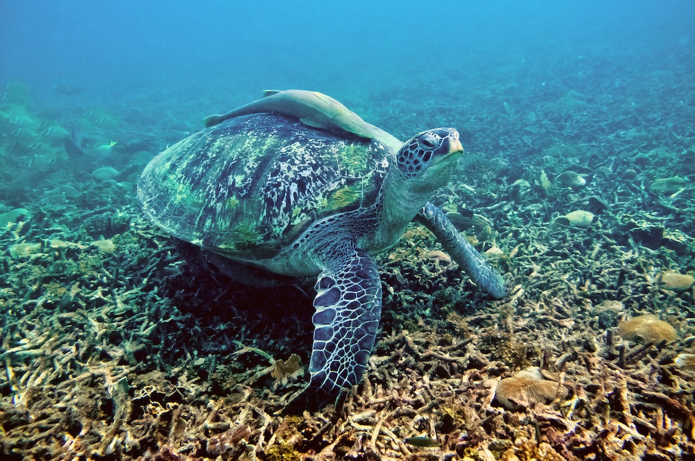 Scuba diving in Koh Tao