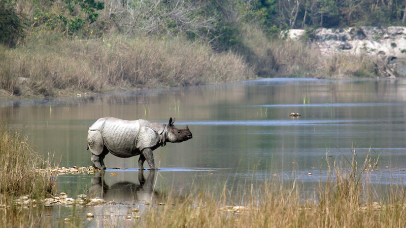 rhino at chitwan national park nepal