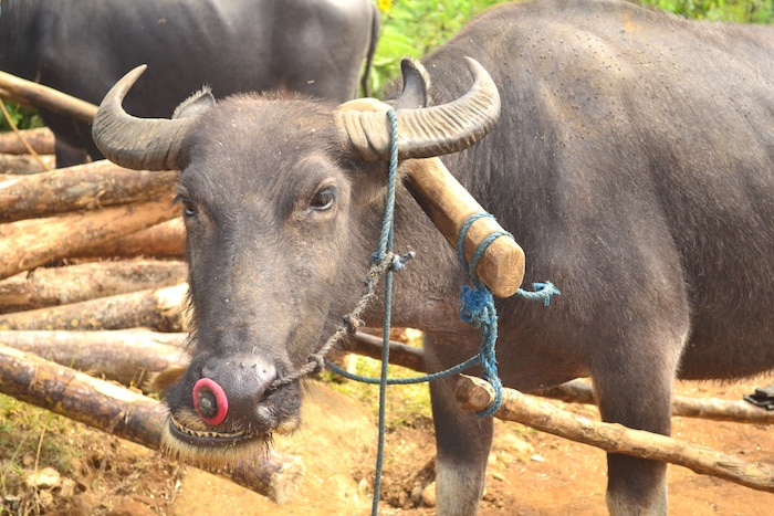 carabao island buffalo philippines