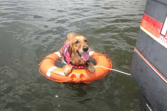 dog swimming singapore pet cruise