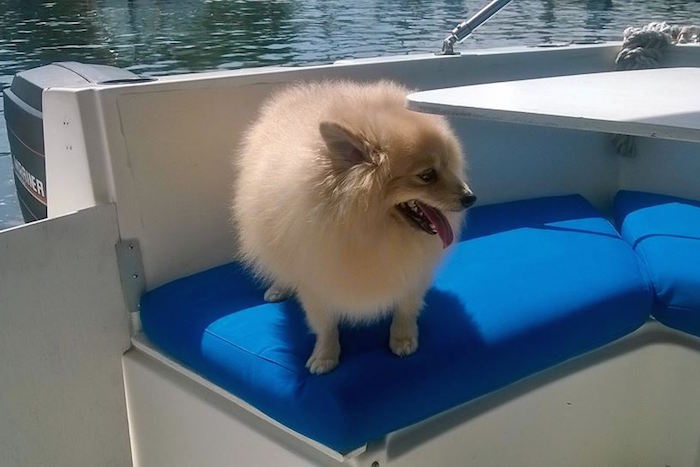 pet cruise singapore dog sailing