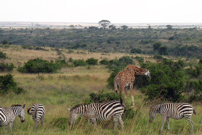 nairobi