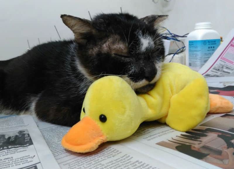 Yandao's acupuncture session in progress - alternative therapies cats