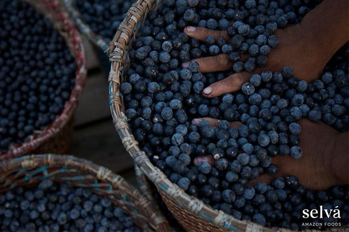 Acai berries - selva foods singapore acai founder Cinthya Sayuri