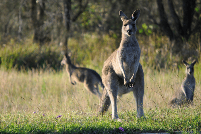 kangaroo