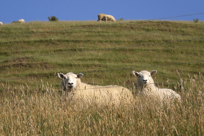 NZ Sheep