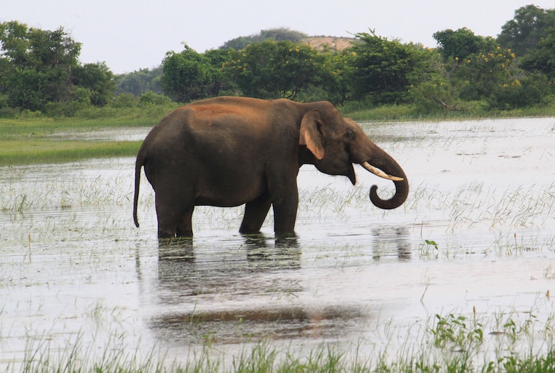 Yala National Park. Image courtesy of elisasophia.