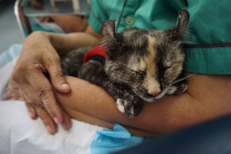 cat therapy singapore love kuching project