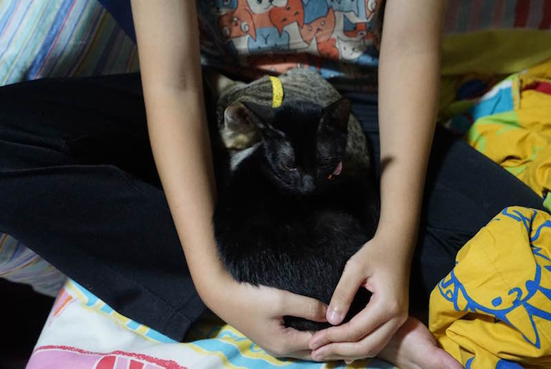 cat therapy singapore love kuching project