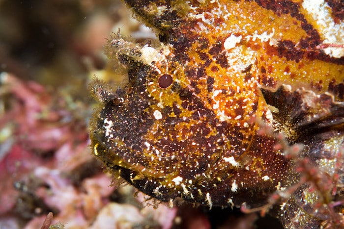 diving in bali Leaf Scorpion Fish. Image courtesy of prilfish.