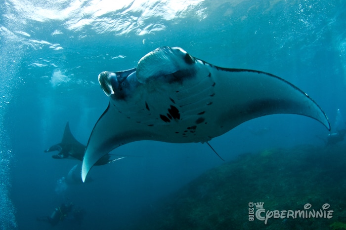 diving in bali Manta Point. Image courtesy of Rebecca Tse.