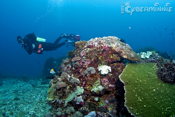 diving in bali Crystal Bay. Image courtesy of Rebecca Tse.