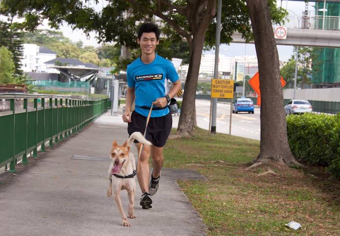 where to adopt a dog in singapore