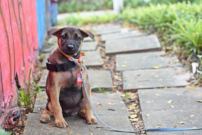 where to adopt a dog in singapore