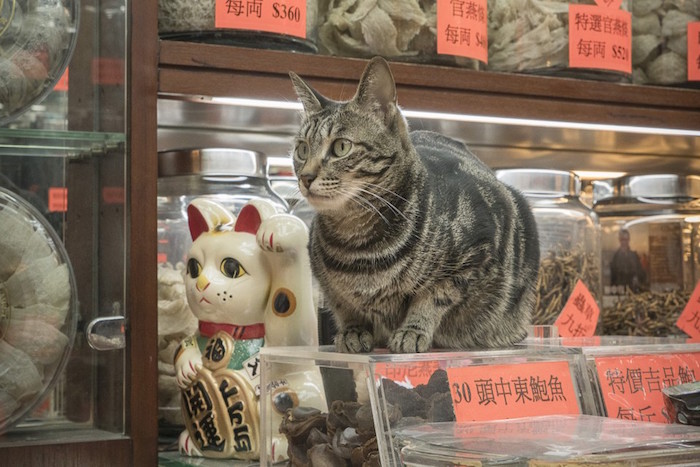 HK shop cats