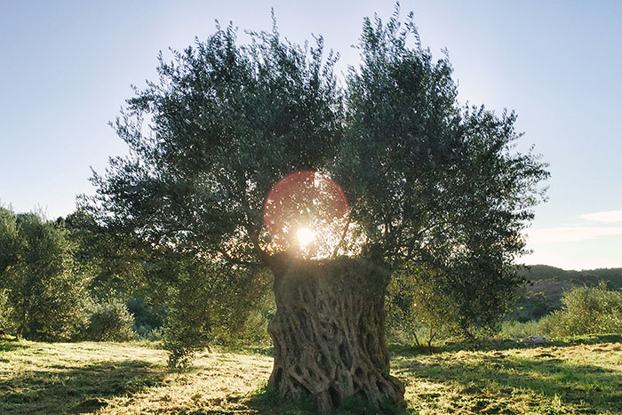 papa's grove olive tree